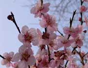 Lesson: Spring Haiku | Education World