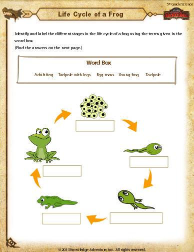 Life Cycle Of A Frog Worksheets