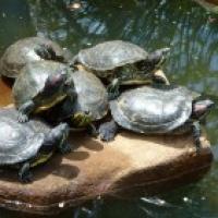 Watch Turtles Hatch | Education World