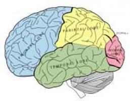 Summer Brain-Builders for Educators | Education World